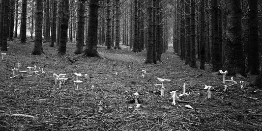 Résilience 1970
