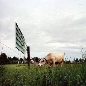 The Cine-Parc cow